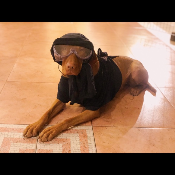 Meet your Posher, Koko - Picture 2 of 6